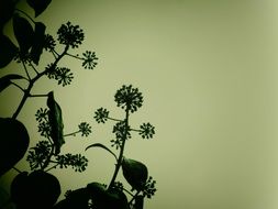 hedera against the evening sky
