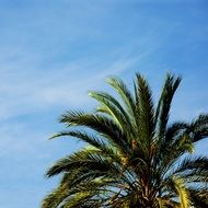 high palm tree on blue sky background