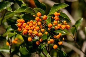 closeup picture of Orange Berries of diamond-leaf pittosporum