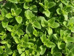 oregano, Green plants, background