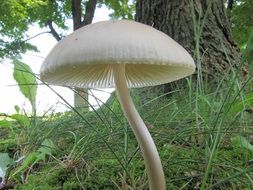 white toadstool in the forest close up