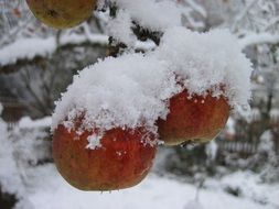 apple tree under the snow in winter