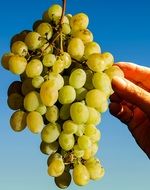 cluster of grapes in human hand at beautiful sky background