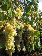 Sweet White Grapes ripening at Sun