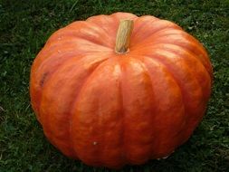 healthy pumpkin