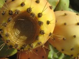 closeup photo of beautiful delicious Prickly Pears