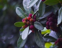 chinese baybeurry on the tree