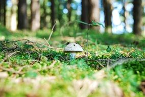 Root Champignon Mushroom forest view