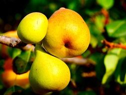 Colorful pears on the tree