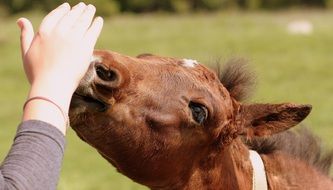 foal smelling female hand