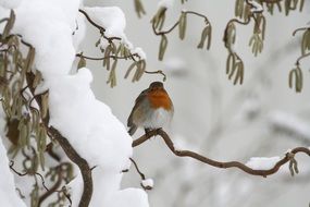bullfinch on branch at winter