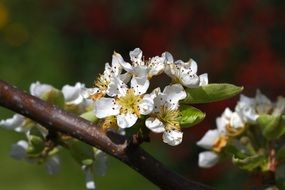 White flowers blossom on the pear tree