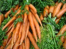 A lot of the organic carrots