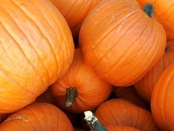 natural orange pumpkins