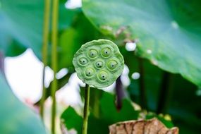Lotus shower