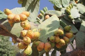 fruits of cacti in sunny sicily