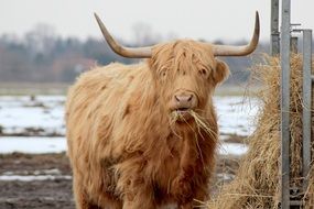 hairy bull on a farm at winter