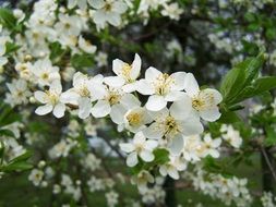 fruit trees in white bloom close-up