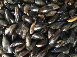 black mussels from the ocean