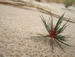 vegetation on sand dunes
