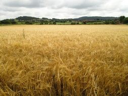 beautiful Agriculture Landscape