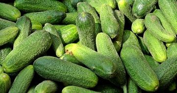 pile of fresh Cucumbers