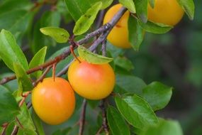 Yellow Plums on green branches