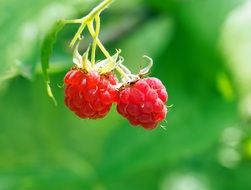 two wild raspberries in the forest