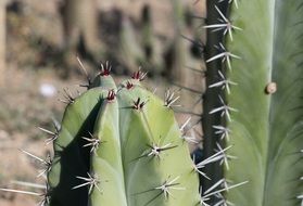 prickly wild cactus