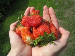 Hands full of Fresh Strawberries