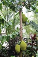 Durian on the tree