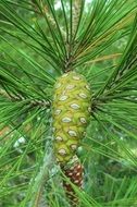 photo of green pine cone