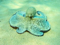 blue octopus underwater