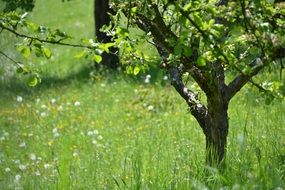 Trees on the meadow