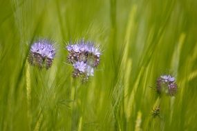 Colorful barley flowers and green cereals on the field