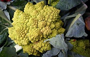 Roman Cauliflower