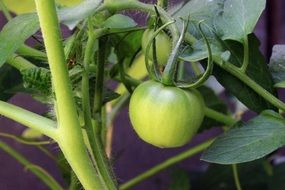 unripe tomato on a bush