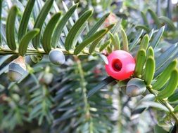 red fruit on a green plant