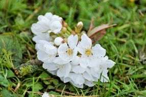 white cherry flowers on a green lawn