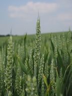 field of immature wheat