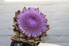 purple flower of artichoke in vase at white wall