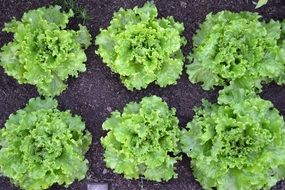 lettuce salad on the garden bed