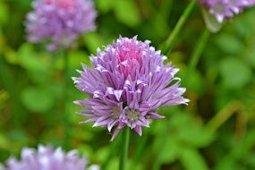 Violet chive flowers
