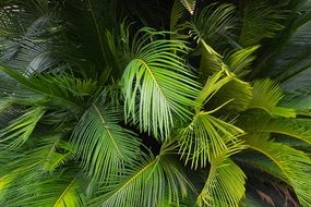 green leaves of tropical palm