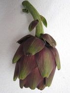 artichoke as a delicacy