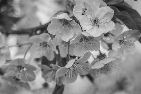 Cherry Blossoms, Black and White