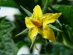 tomato like a yellow flower