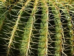 cactus with large spikes close up