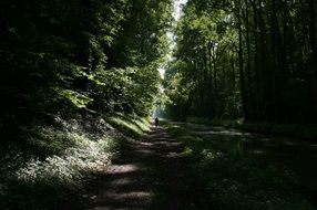 dark forest road in France