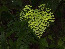 Heart shaped green leaves in a tropical forest